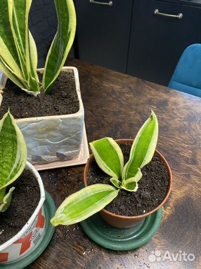 Сансевиерия муншайн и 3 вида с делтой полосой