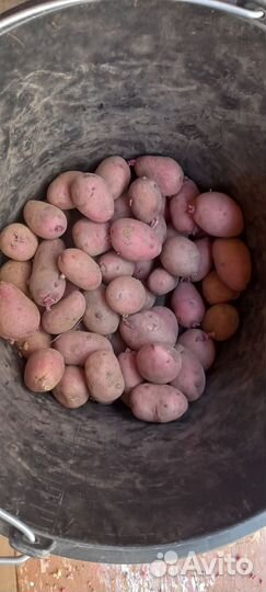 Картофель семенной