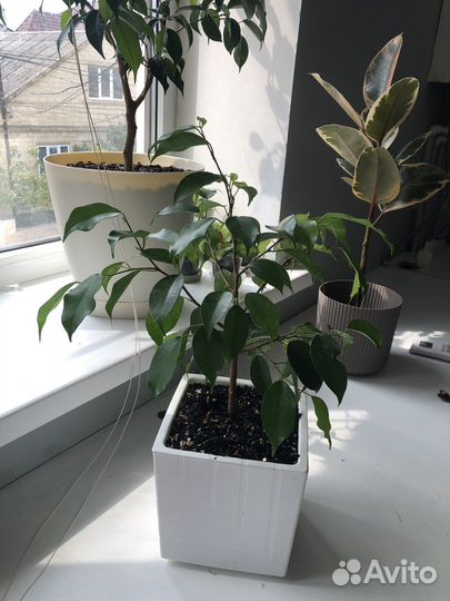 Фикус бенджамина