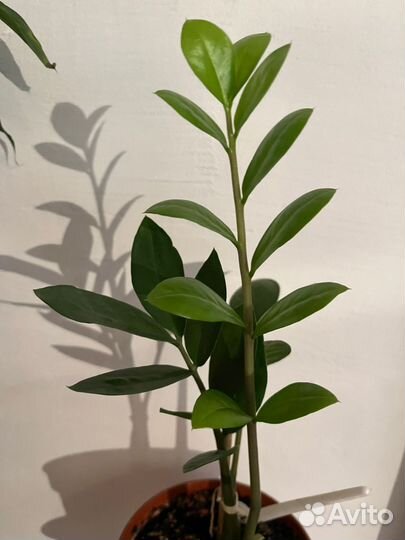 Замиокулькас