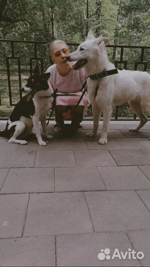 Частный кинолог