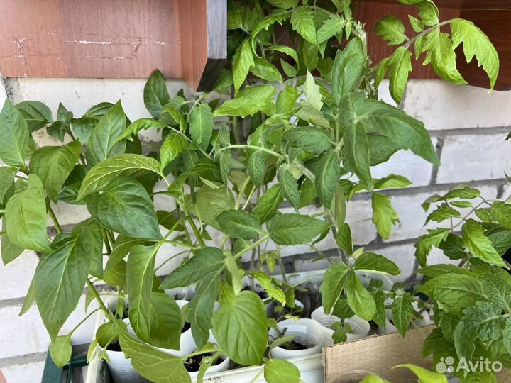 Рассада помидор перцев