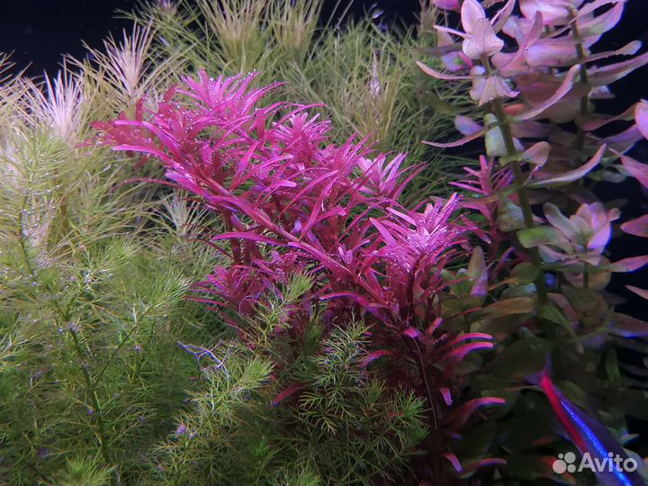 Аквариумные растения