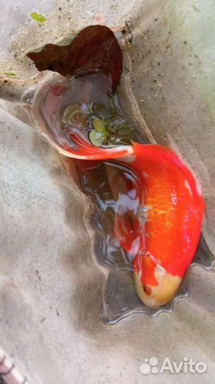 Рыба для аквариума