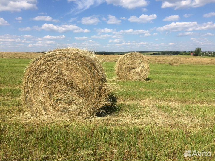 Сено в рулонах 2023 года