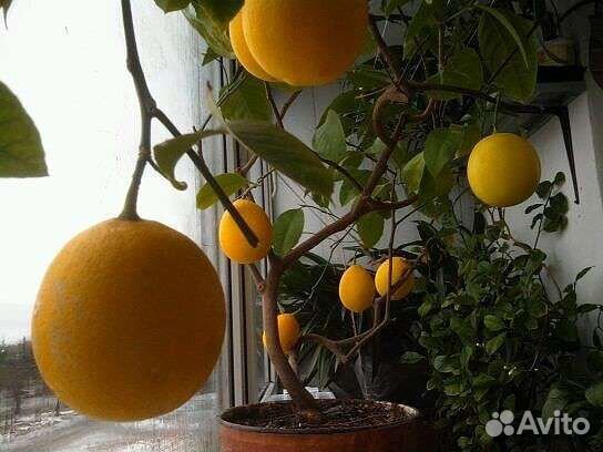 Лимонное дерево