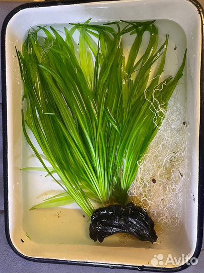 Прополка/ Эхинодорус квадрикостатус