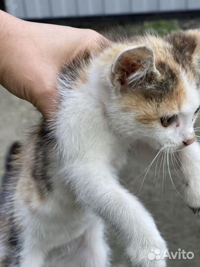 Котята в добрые руки бесплатно
