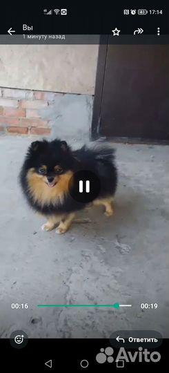Шпиц вязка