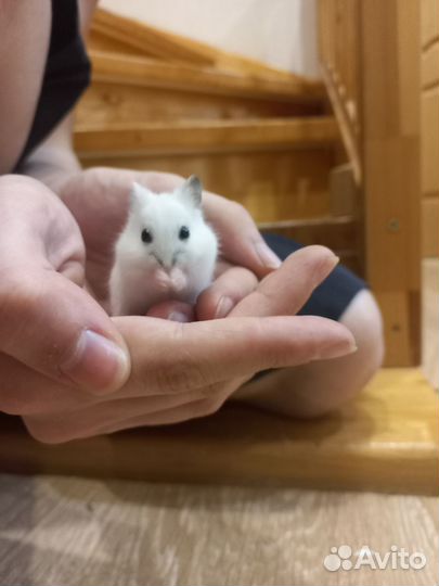 Хомяки джунгарики бесплатно