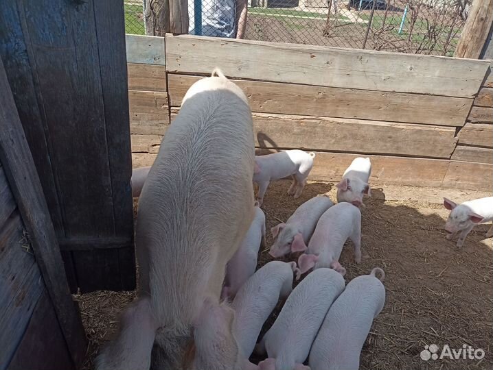 Поросята
