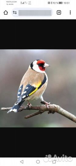 Лесные птицы