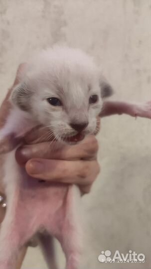 Ориентальные котята