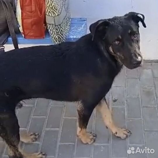 Собака в добрые руки Граф