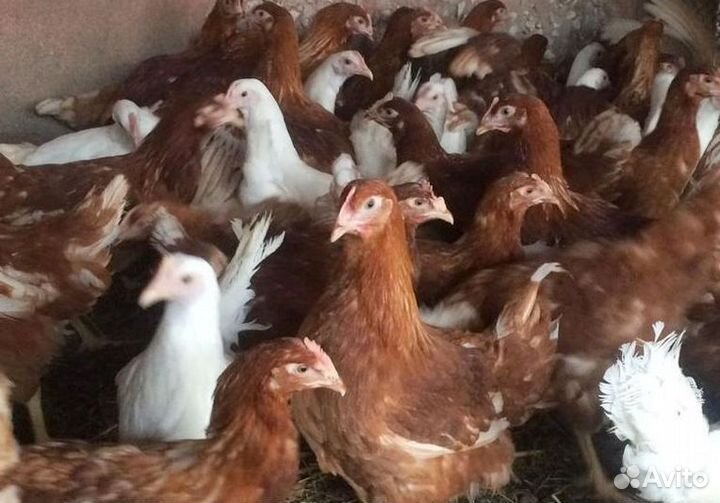 Куры-несушки