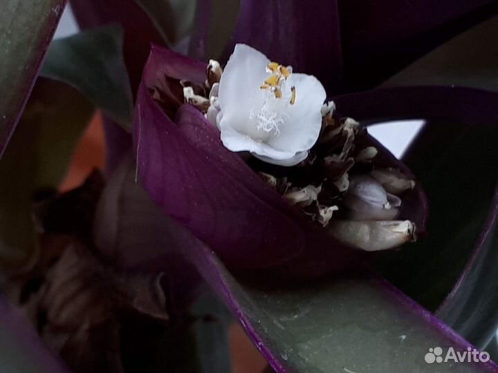 Комнатные растения цветы