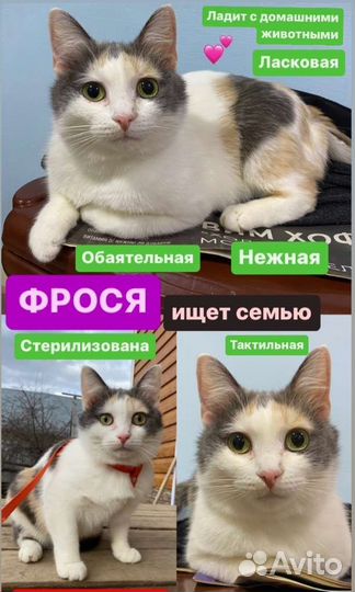 Фрося красавица в поисках семьи