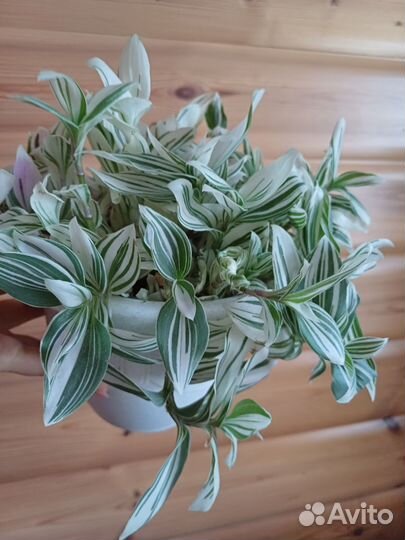 Традесканция