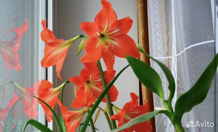 Гиппеаструм