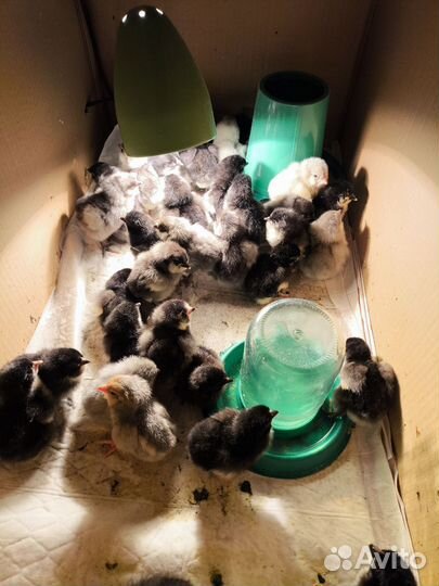 Суточные цыплята