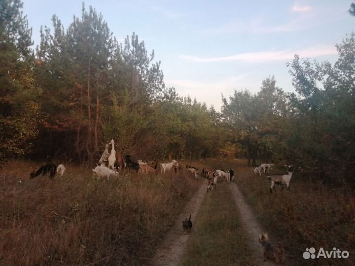 Продам мясо,козлятину