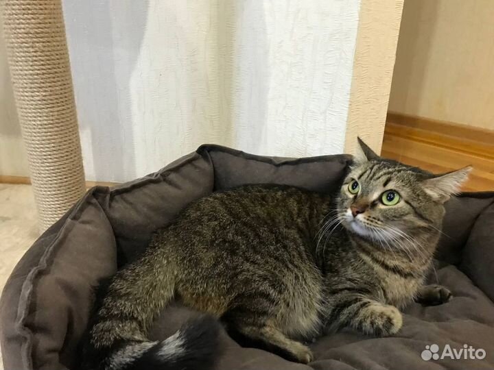 Второй раз в приюте