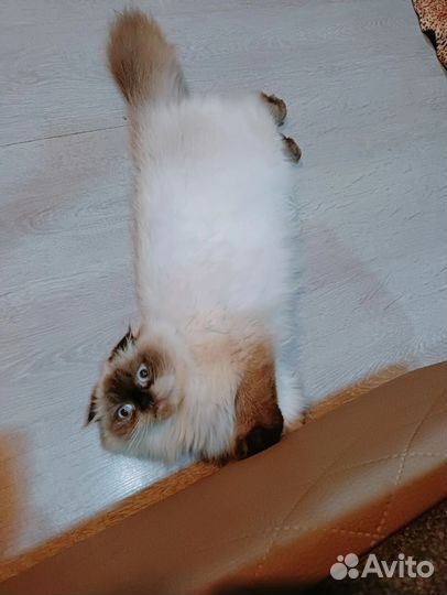 Шотландская вислоухая кошка вязка