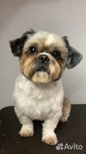 Стрижка мойка собак кошек груминг