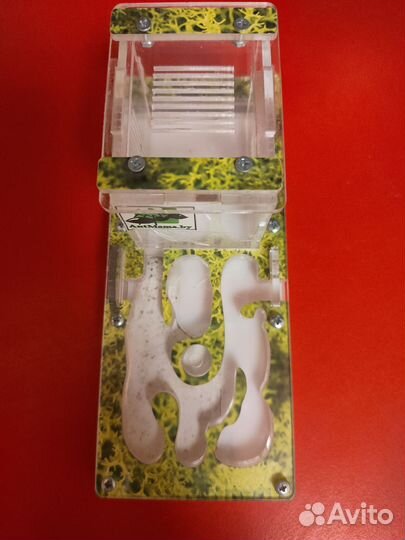 Формикарии - муравьиная ферма