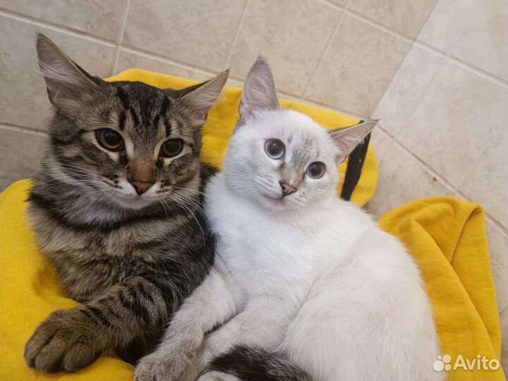Кошка в дар бесплатно