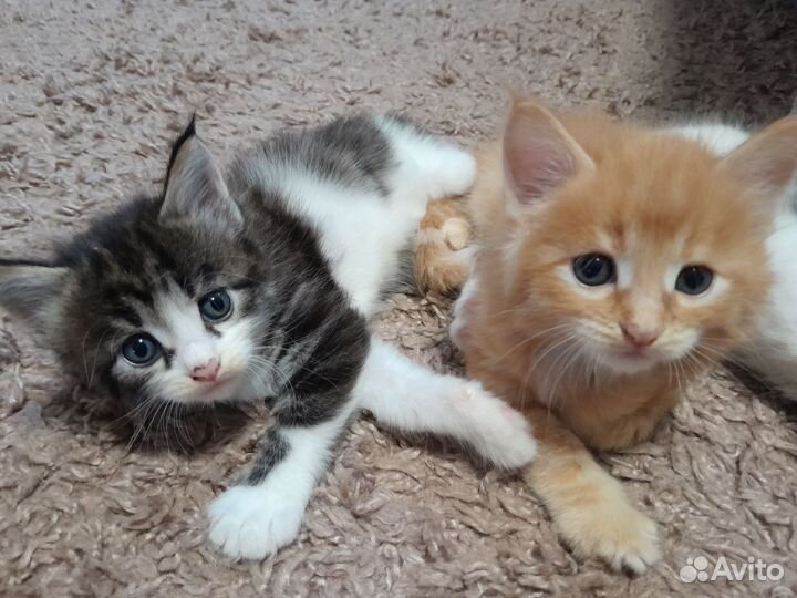 Котята сибурмята