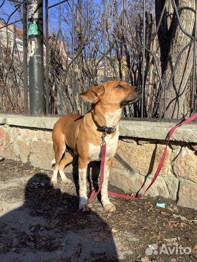 Рыжая девчуля