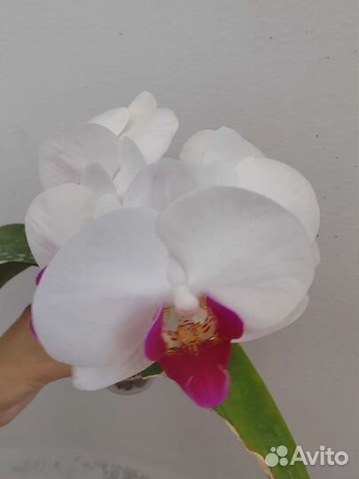 Орхидея фаленопсис Мадонна