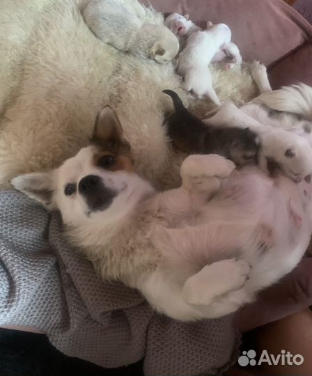 Щенки чихуахуа/ померанский шпиц