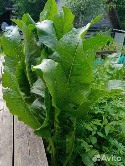 Листья хрена