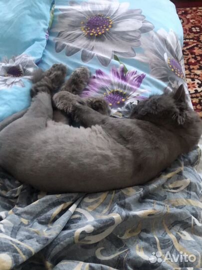 Британский кот вязка