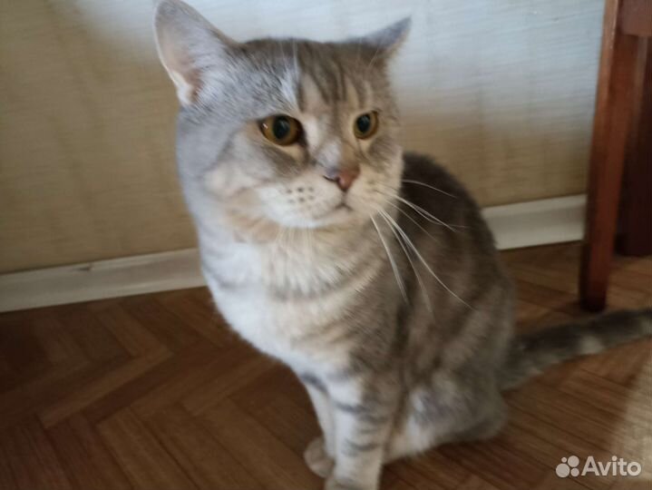 Британская кошка