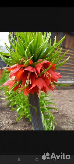 Рябчик императорский оранжевый