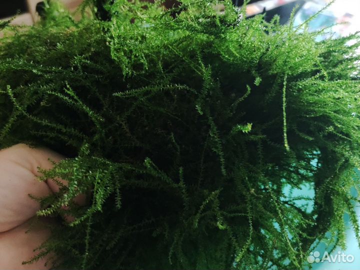 Мох в аквариум