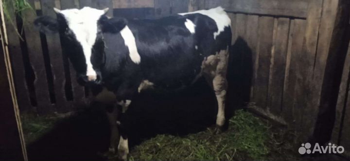 Тёлка 11 месяцев