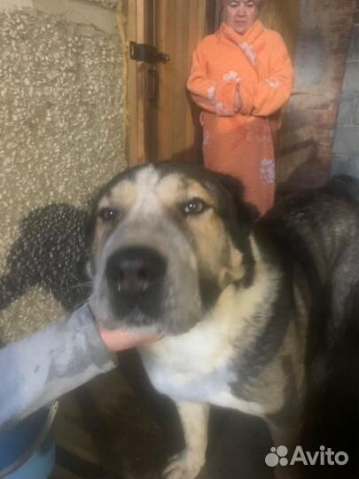 Найдена собака