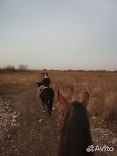 Обучение верховой езде, лошади в аренду