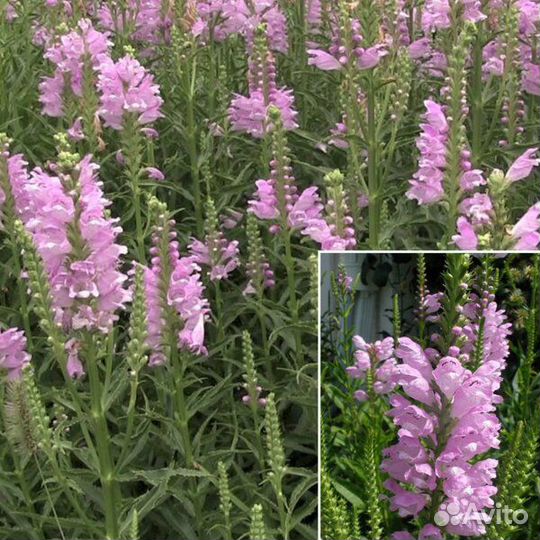 Семена многолетних цветов