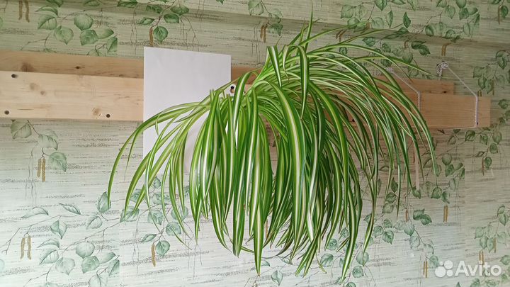 Хлорофитум, мята комнатная, герань душистая