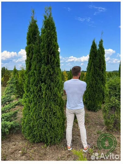 Туя смарагд из питомника с доставкой