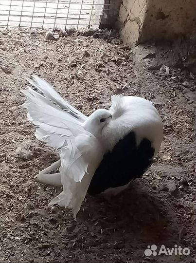 Голуби павлины