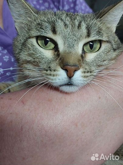 Глаша ищет дом