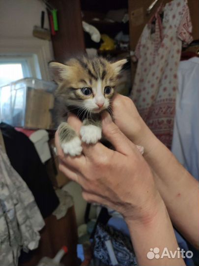 Котята в добрые руки дарим пишите ответим