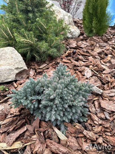 Туя смарагд