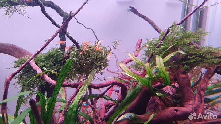 Креветка оранжевая